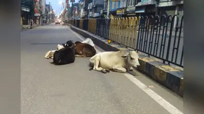 सड़कों पर आवारा मवेशियों का कब्जा, 52 लाख की लागत से बनी गोशाला भी अब तक नहीं हो पाई शुरू