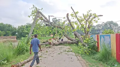 सीवान: दरौंदा प्रखंड कार्यालय परिसर में विशाल पीपल का पेड़ गिरा, बिजली आपूर्ति बाधित