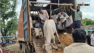 गया जी में ट्रक से बड़ी संख्या में मवेशी बरामद होने का दावा, पुलिस ने वाहन को कब्जे में लिया