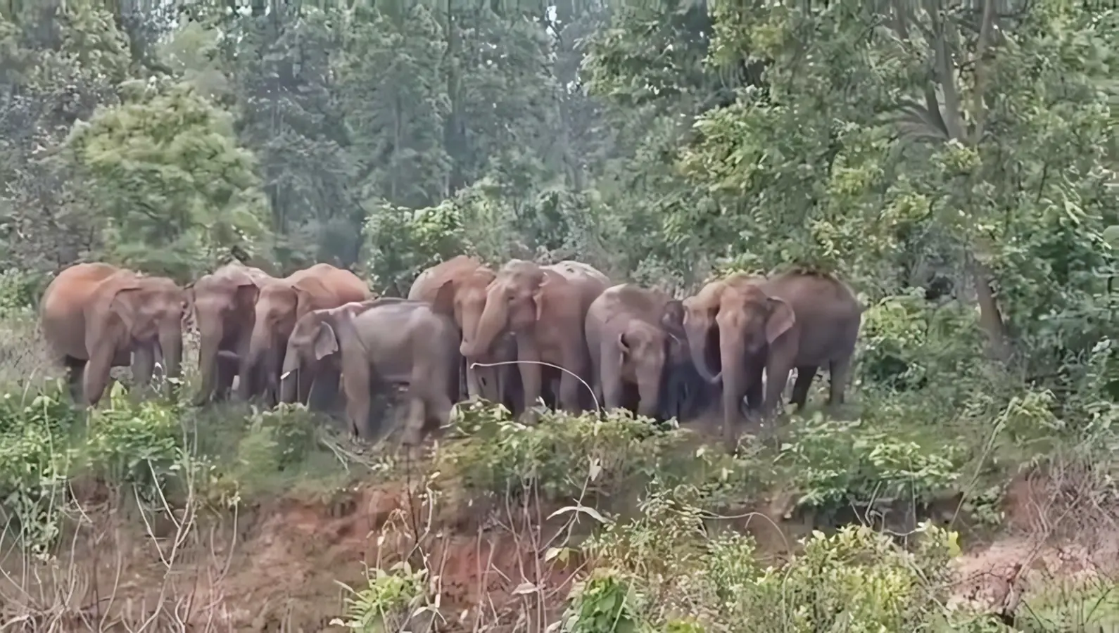 हजारीबाग में पिछले एक माह से घूम रहा 25 हाथियों का झुंड, कई लोगों के उजाड़े आशियाने