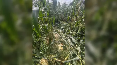 गोला में जंगली सूअरों ने मचाया उत्पात, मकई की फसल बर्बाद