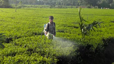 अल्पवर्षा व बेमौसम बारिश के बाद अब लूपर का हमला, ठाकुरगंज के चाय बागानों पर दोहरी मार
