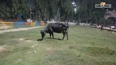 आरा का वीर कुंवर सिंह मैदान बना मवेशियों का अड्डा, करोड़ों की सजावट पर फिरा पानी, प्रशासन मौन
