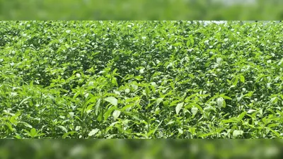 कुरसेला में किसानों की पहली पसंद बनी पाट की खेती, अच्छा मुनाफा मिलने से बढ़ा रुझान