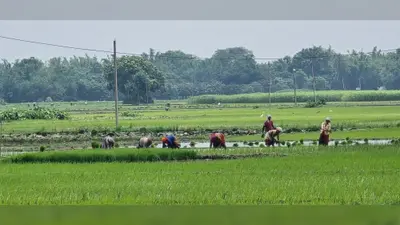 लगातार हो रही बारिश से किसानों में हर्ष, धान की खेती में आई तेजी
