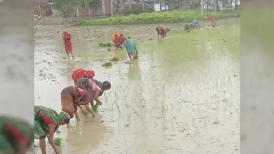 चानन में पहली जोरदार बारिश के बाद तेज हुई धान की रोपनी की तैयारी, खेतों में जुटे किसान
