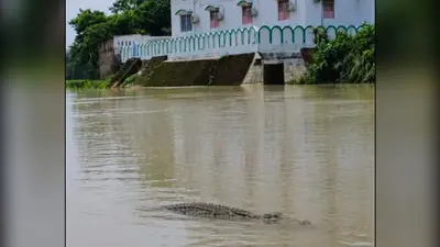 सीवान: हसनपुरा की दहा नदी में दिखा मगरमच्छ, ग्रामीणों में दहशत, वन विभाग से पकड़ने की मांग