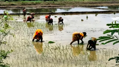 अच्छी बारिश से नवादा में धान रोपनी ने पकड़ी रफ्तार, किसानों के खिले चेहरे
