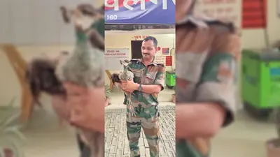 सारण के रिविलगंज में सरयू नदी तट पर मिला राष्ट्रीय पक्षी मोर, पुलिस ने किया रेस्क्यू