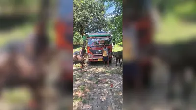 गलगलिया पुलिस ने 15 मवेशियों से लदा ट्रक जब्त किया, दो तस्कर गिरफ्तार