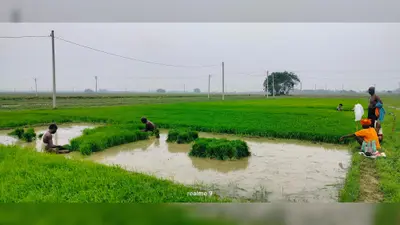 मजदूरों की किल्लत से धानरोपनी हो रही प्रभावित, किसान परेशान
