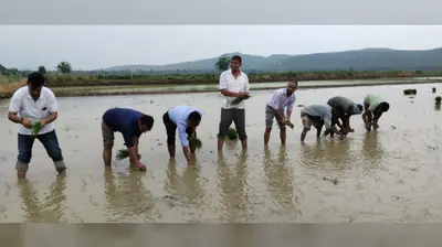 लाइन सॉइंग विधि से धान रोपनी अपनाएं किसान, बढ़ेगी उपज और घटेगी लागत - जिला कृषि पदाधिकारी