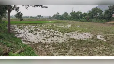 कैमूर: बिजली संकट से भगवानपुर के किसानों में आक्रोश, धान रोपाई ठप, आंदोलन की चेतावनी