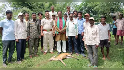 कसमार के सिंहपुर में कुएं में गिरने से हिरण की मौत,वन विभाग को दी गई सूचना