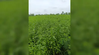 औरंगाबाद: जूट भुगतान को लेकर फूटा किसानों का गुस्सा, ओबरा-बारुण में फसल तैयार लेकिन नहीं मिला मूल्य