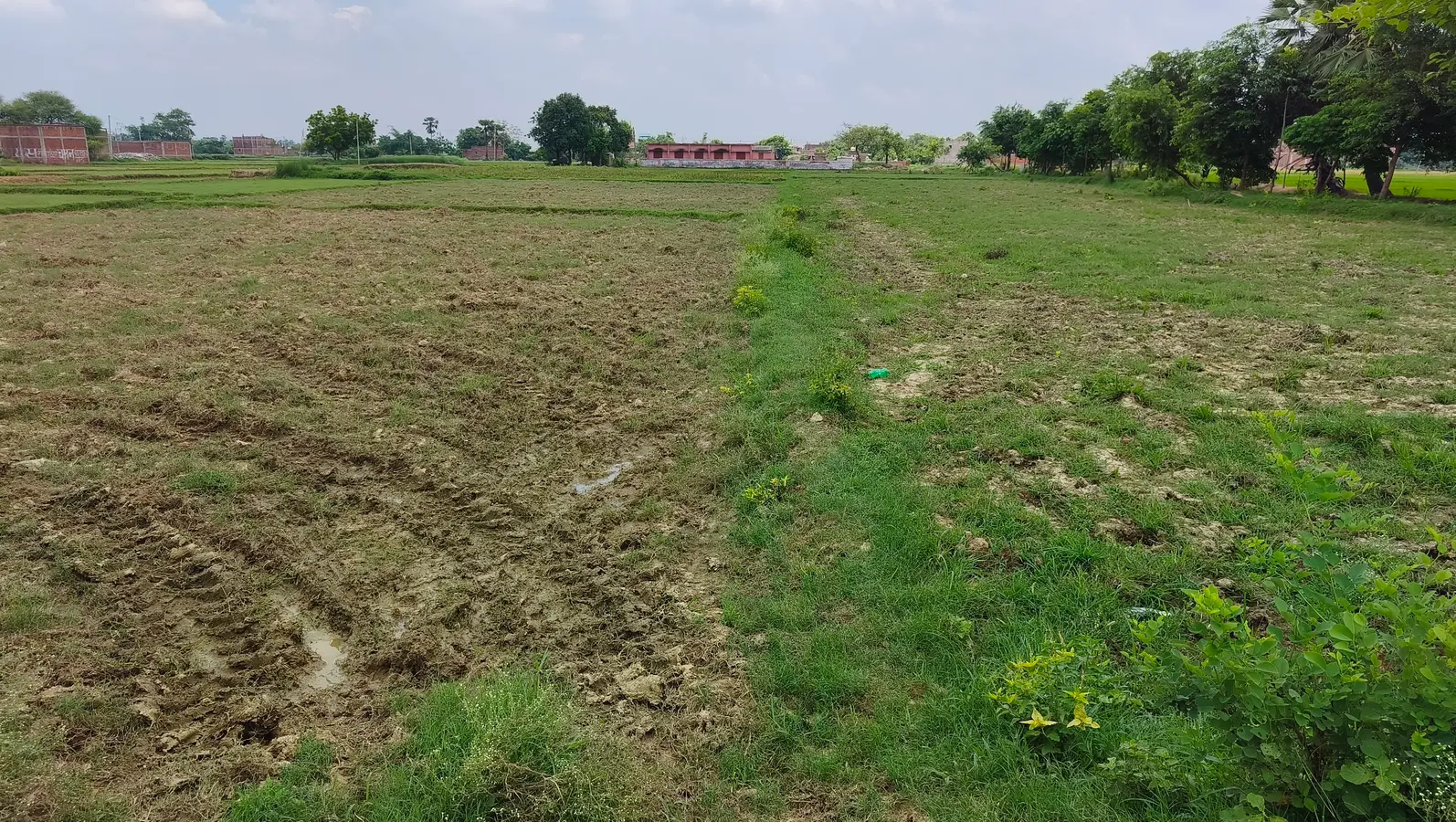 चैनपुर में बारिश नहीं होने से धान की रोपनी प्रभावित, खेत सूखे तो किसानों की बढ़ी चिंता