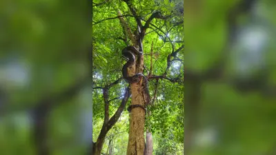 12 फीट का विशाल अजगर पेड़ पर चढ़ा तो मच गई अफरा-तफरी, फिर शुरू हुआ रोमांचक रेस्क्यू ऑपरेशन