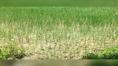 सावन में सूखे जैसे हालात, बारिश नहीं होने से सूखने लगी धान की फसल, खेतों में पड़ रहीं दरारें