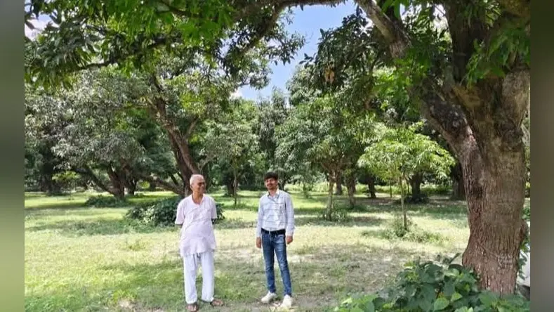 आम की तुड़ाई के बाद करें वैज्ञानिक तरीके से बाग का प्रबंधन, अगले वर्ष बढ़ेगी उपज