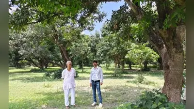 आम की तुड़ाई के बाद करें वैज्ञानिक तरीके से बाग का प्रबंधन, अगले वर्ष बढ़ेगी उपज