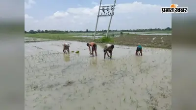मानसून की मेहरबानी से सीवान में धान रोपनी ने पकड़ी रफ्तार, खरीफ फसलों को मिला नया जीवन