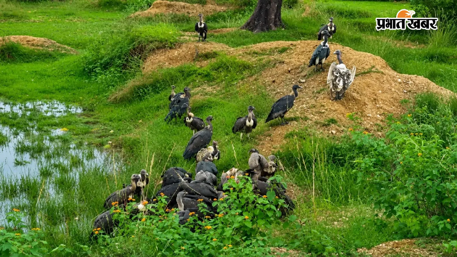 हजारीबाग के जंगलों में दिखा दुर्लभ गिद्धों का कुनबा, विलुप्त हो रहे भारतीय गिद्धों ने महावर पहाड़ को बनाया नया आशियाना