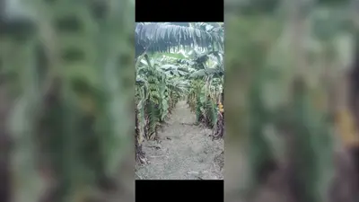 Nautan News: जैविक केले की खेती से किसान ने कमाया ₹4 लाख का मुनाफा, बने मिसाल