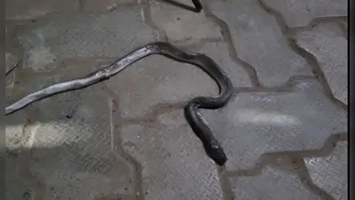 जहानाबाद सदर अस्पताल में पांच फुट का सांप लेकर पहुंचा शख्स, देखने वालों की लगी भीड़