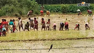 ग्रामीणों ने पहनई खेत में की धान रोपनी, पहान के अधिकार का किया समर्थन