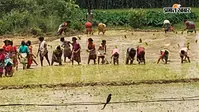 ग्रामीणों ने पहनई खेत में की धान रोपनी, पहान के अधिकार का किया समर्थन