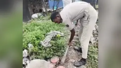 सीवान : महाराजगंज में पुलिस की बड़ी कार्रवाई, मिट्टी में छिपाकर रखी सैकड़ों लीटर शराब नष्ट