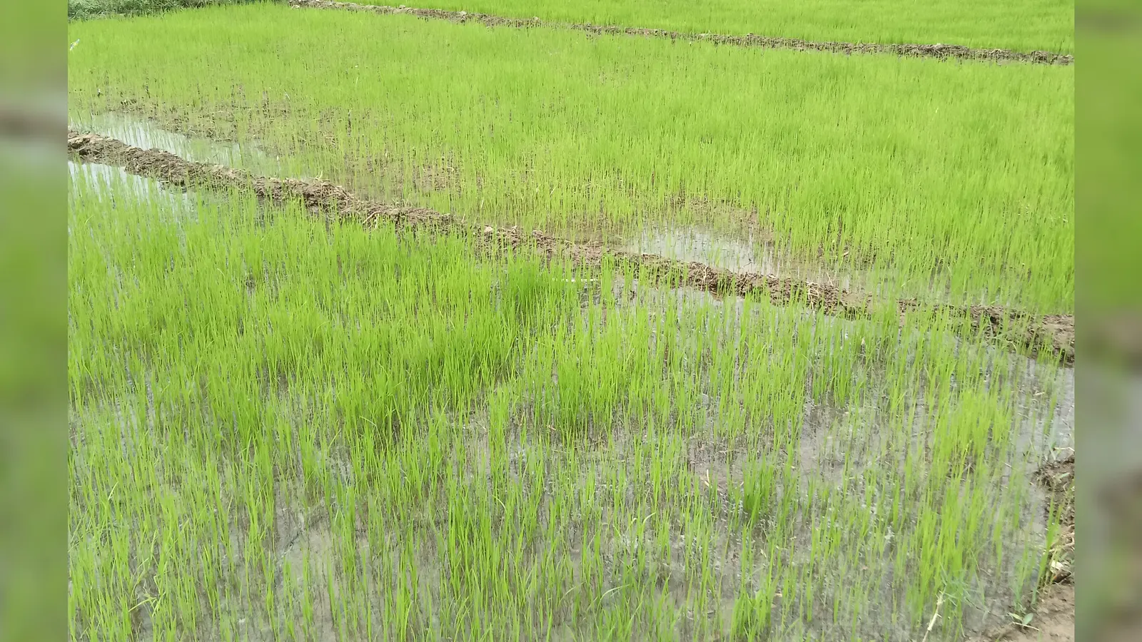 बारिश की कमी से सूखे पड़े शेखपुरा के नदी-नाले, धान की रोपनी महज 22.24 प्रतिशत
