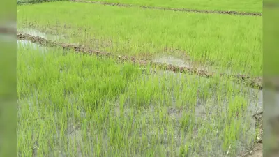 बारिश की कमी से सूखे पड़े शेखपुरा के नदी-नाले, धान की रोपनी महज 22.24 प्रतिशत