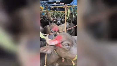 कैमूर: मोहनिया में मवेशी तस्करी पर कार्रवाई, टोल प्लाजा का बूम तोड़कर भाग रहा ट्रक पकड़ा, मवेशी बरामद
