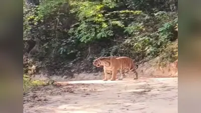 वाल्मीकि टाइगर रिजर्व से बड़ी खुशखबरी, बढ़े बाघों के संकेत, 29 जुलाई को आएंगे आधिकारिक आंकड़े