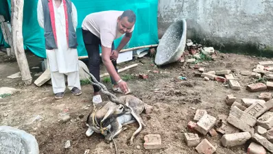 कैमूर में कुत्तों के झुंड में घिरा हिरण, ग्रामीणों ने जान जोखिम में डालकर बचाई जान