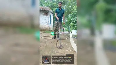 रोहतास: पॉल्ट्री फार्म में निकला जहरीला गेंहूमन, मचा हड़कंप, वन विभाग ने सुरक्षित किया रेस्क्यू
