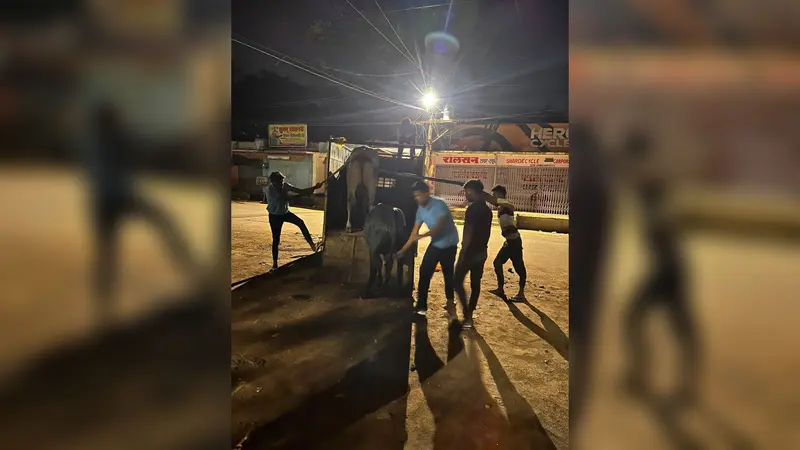 श्रावणी मेले में सुरक्षित कांवर यात्रा के लिए नगर निगम ने शुरू किया सांड पकड़ने का अभियान