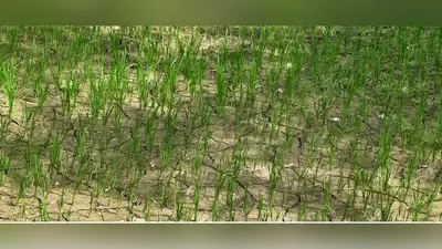 धान की खेती पर मौसम की मार, बारिश नहीं होने से खेतों में पड़ने लगीं बड़ी-बड़ी दरारें
