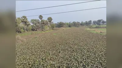 बदहाल कदाने नदी: जलकुंभी पटने से मैदान में तब्दील, ग्रामीणों ने दी आंदोलन की चेतावनी