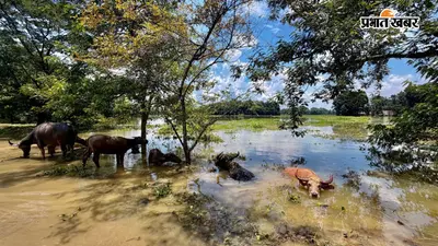 Photos: असम में बाढ़ का कहर जारी, 5 लाख से ज्यादा लोग अब भी प्रभावित, देखें तस्वीरें