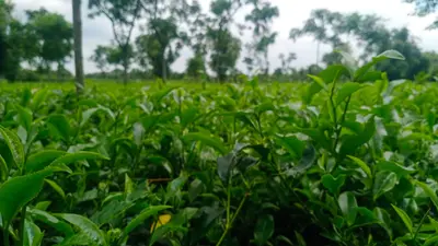 चाय पत्तियों में प्रतिबंधित कीटनाशक 'मोनोक्रोटोफॉस' पर सख्ती से हड़कंप, छोटे किसानों और बागान मालिकों के सामने गहराया संकट