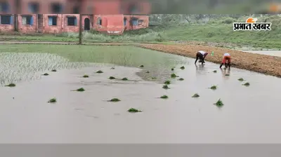 सारण में जुलाई में 27 दिनों में 189.38 मिमी बारिश, सामान्य से 40% कम; 60% से अधिक धान की रोपनी पूरी