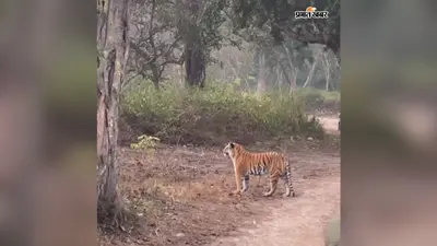 वीटीआर से सटे संतपुर गांव के पास दिखा बाघ, ग्रामीणों में दहशत, वन विभाग ने जारी की एडवाइजरी