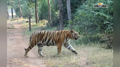 कल मनाया जाएगा अंतरराष्ट्रीय बाघ दिवस, बाघों का संरक्षण प्रकृति के संतुलन के लिए जरूरी