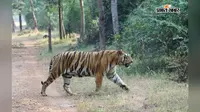 कल मनाया जाएगा अंतरराष्ट्रीय बाघ दिवस, बाघों का संरक्षण प्रकृति के संतुलन के लिए जरूरी