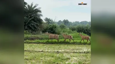 अरवल : नीलगाय के आतंक से बेहाल किसान, धान और सब्जी की फसल हो रही बर्बाद, प्रशासन से लगाई गुहार