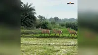 अरवल : नीलगाय के आतंक से बेहाल किसान, धान और सब्जी की फसल हो रही बर्बाद, प्रशासन से लगाई गुहार