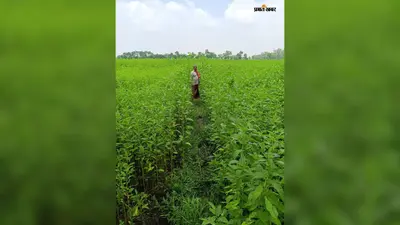 औरंगाबाद : जूट की खेती कर पछता रहे किसान, न प्रोत्साहन राशि मिली, न फसल की कटाई, आंदोलन की चेतावनी