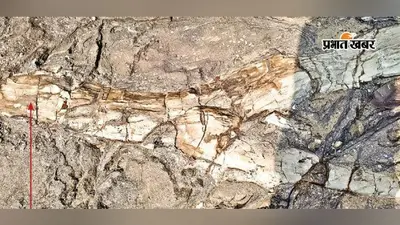 धरती फटी, लावा बहा... फिर पत्थरों में बदल गया करोड़ों साल पुराना जंगल